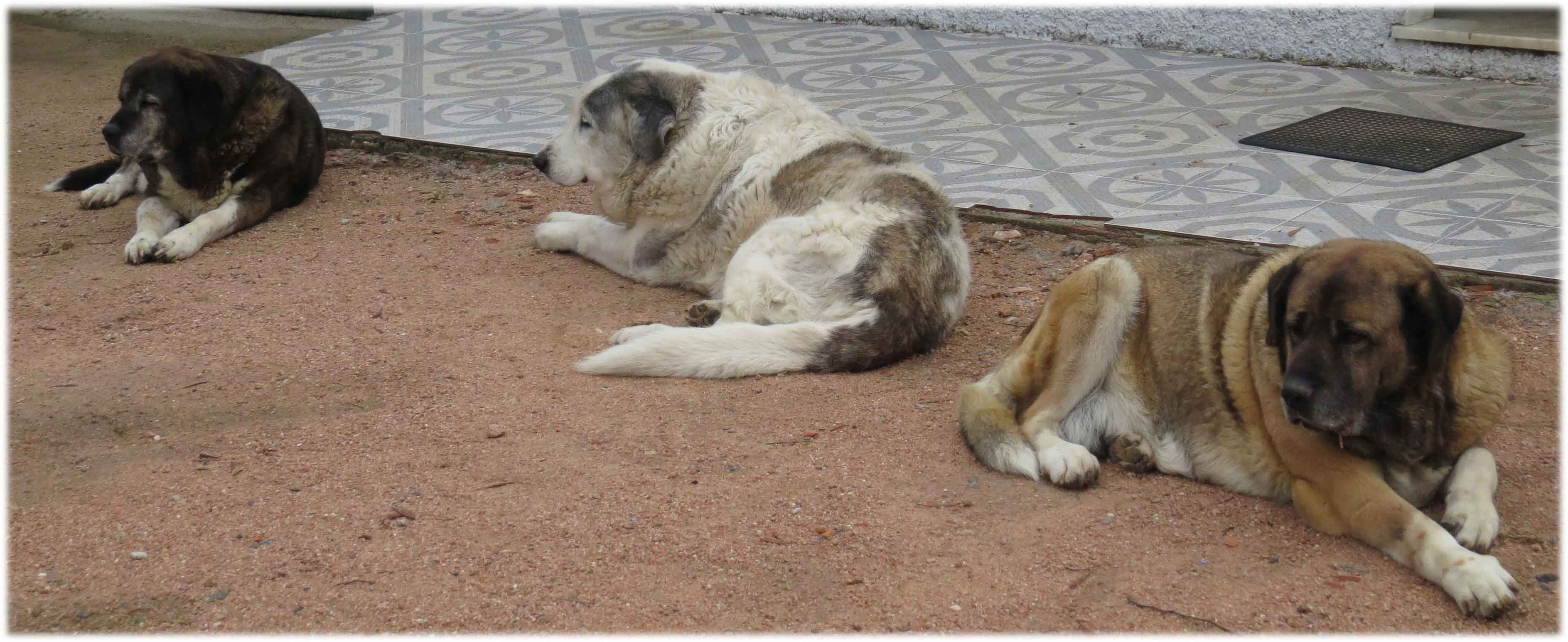 Residência Canina